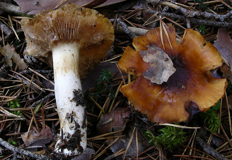 2 Cortinarius facili.